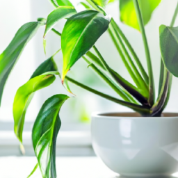 Greening Up Your Bathroom Best Plants For Humid Environments The