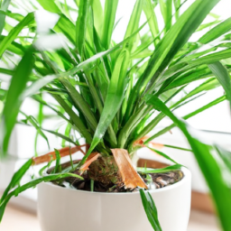 Are Indoor Plants Dangerous