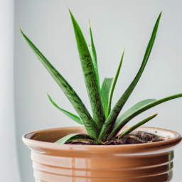 Are Indoor Plants Dangerous