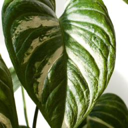  Common House Plants: Aesthetic and Environmental Enhancements