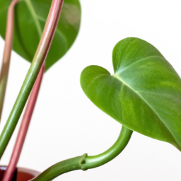  Common House Plants: Aesthetic and Environmental Enhancements