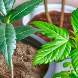  Indoor Growing Lights: Achieve Healthy and Vibrant Plants