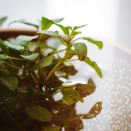 Indoor Plants Can Grow in Water