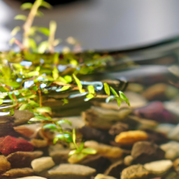 Indoor Plants Can Grow in Water