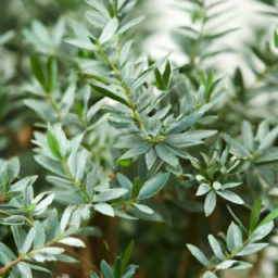 Indoor Plants Evergreen