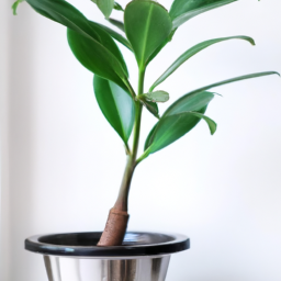 Indoor Plants Good for Oxygen
