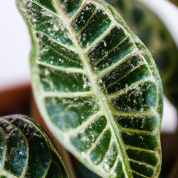Indoor Plants Good for Oxygen