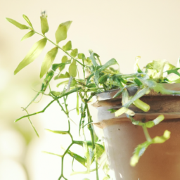 Indoor Plants Hanging