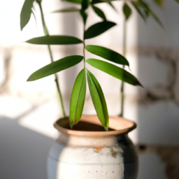 Indoor Plants Kinds