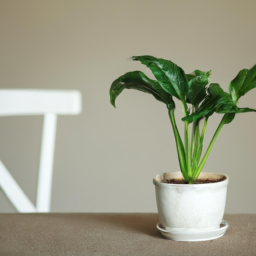 Indoor Plants Kinds