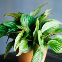 Indoor Plants Low Light
