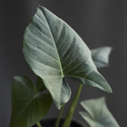 Indoor Plants Low Light