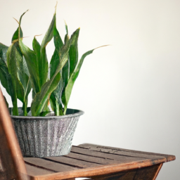 Indoor Plants No Sunlight