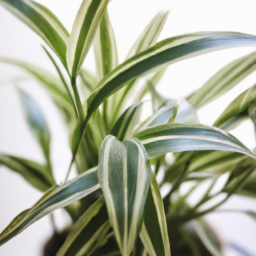 Indoor Plants No Sunlight