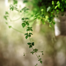 Indoor Plants Nursery Near Me