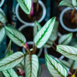 Indoor Plants Nursery Near Me