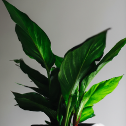 Indoor Plants Very Low Light