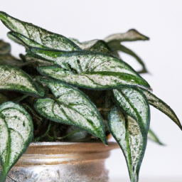 Indoor Plants for Winter