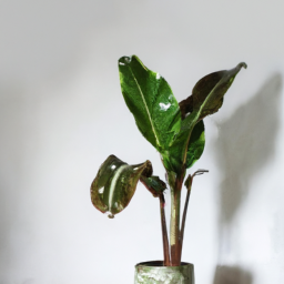 Indoor Plants in India