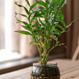 Indoor Plants in Pakistan