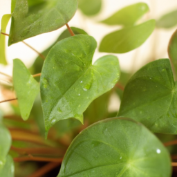 Indoor Plants to Grow