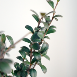 Indoor Plants with Names