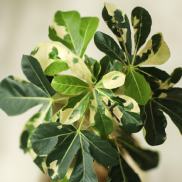 Indoor Plants with Names