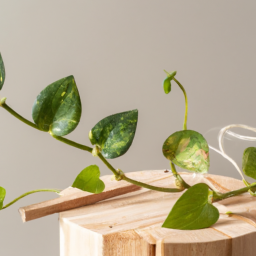 Multiplying Your Plant Collection: Mastering Division Propagation