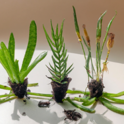 Multiplying Your Plant Collection: Mastering Division Propagation