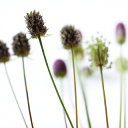Native Plants for Local Ecosystems: Boosting Biodiversity