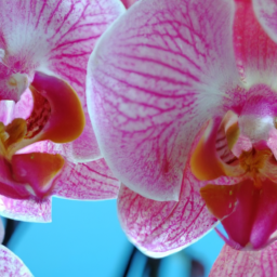 Orchid Enchantment: Beauty in Diversity