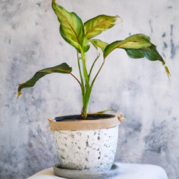  Styling Indoor Plants in Different Living Spaces