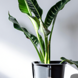  The Basics of Indoor Plant Lighting