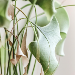  The Power of Plant Color Psychology