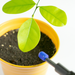 Understanding Plant Pests: Prevention and Treatment • The Indoor Plants Hub