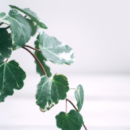 Wellness Plants: The Connection Between Greenery and Well-being