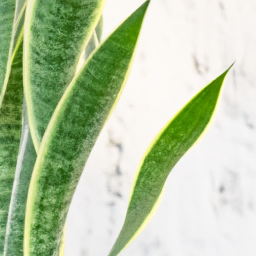 Wellness Plants: The Connection Between Greenery and Well-being