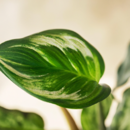 Are Indoor Plants Good for Air Quality