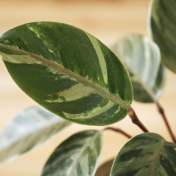 Are Indoor Plants Good for Air Quality