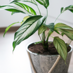 Are Indoor Plants Healthy