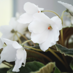 Blooming Success: Tips for Thriving Indoor Gardens