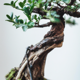  Bonsai Beauties: Miniature Trees, Major Art