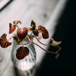 Botanical Art: Incorporating Plants into Home Decor