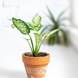  Healing Houseplants: Harnessing Nature’s Remedies