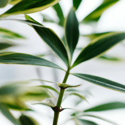 Holiday Greenery: Festive Indoor Plant Decor