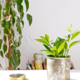 How Do Indoor Plants Grow