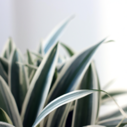 Indoor Plants Medium Light