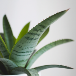 Indoor Plants That Don’t Need Light