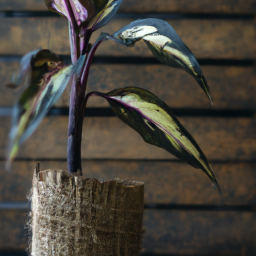 Indoor Plants That Don’t Need Light