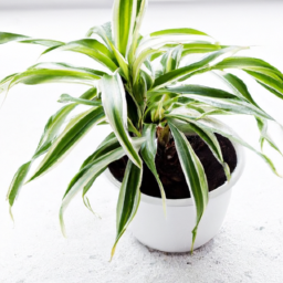 Indoor Plants Winter